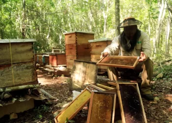 Preparan ruta de ‘miel y selva’ en Playa del Carmen