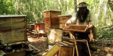 Preparan ruta de ‘miel y selva’ en Playa del Carmen