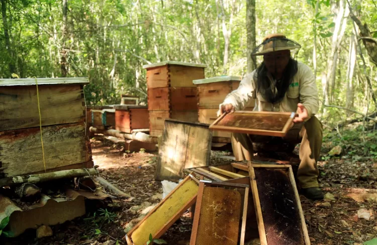 Preparan ruta de ‘miel y selva’ en Playa del Carmen