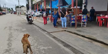 Envenenan perros en dos colonias de José María Morelos