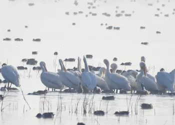 Avistan grupo de pelícanos en el lago de Texcoco por primera vez en más de 15 años