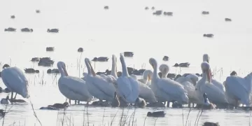 Avistan grupo de pelícanos en el lago de Texcoco por primera vez en más de 15 años