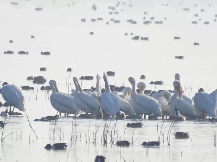 Avistan grupo de pelícanos en el lago de Texcoco por primera vez en más de 15 años