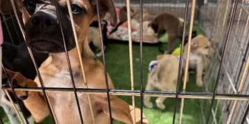 Caducan 102 iniciativas para proteger a los animales por falta de trámite en el Congreso