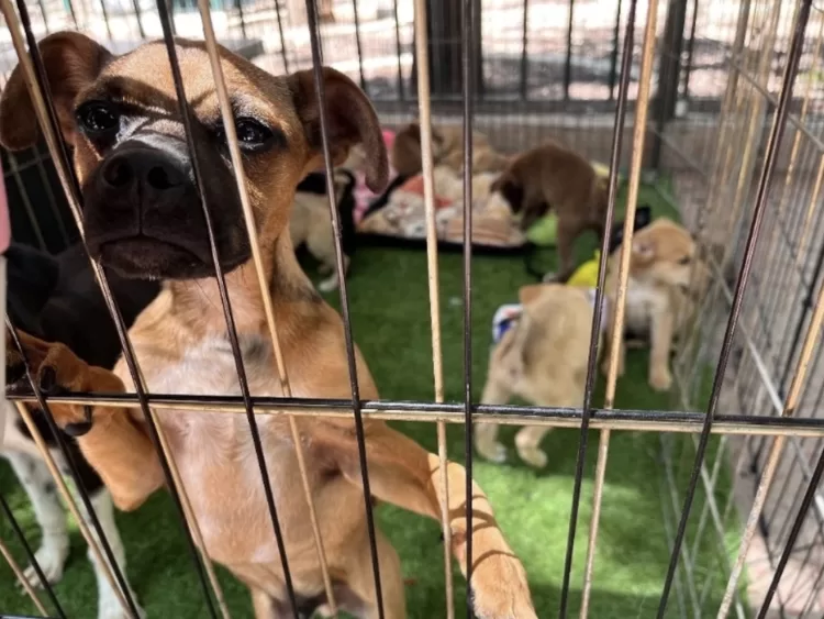 Caducan 102 iniciativas para proteger a los animales por falta de trámite en el Congreso