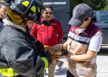 Encabeza Estefanía Mercado rescate emergente y abre expediente por abandono de cuatro “lomitos”