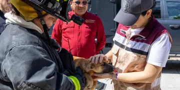 Encabeza Estefanía Mercado rescate emergente y abre expediente por abandono de cuatro “lomitos”