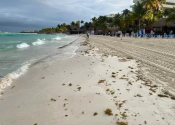 Gobierno de Isla Mujeres atiende con inmediatez recale atípico de sargazo en Playa Norte