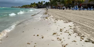 Gobierno de Isla Mujeres atiende con inmediatez recale atípico de sargazo en Playa Norte
