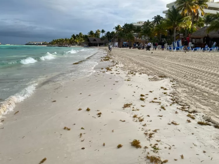 Gobierno de Isla Mujeres atiende con inmediatez recale atípico de sargazo en Playa Norte
