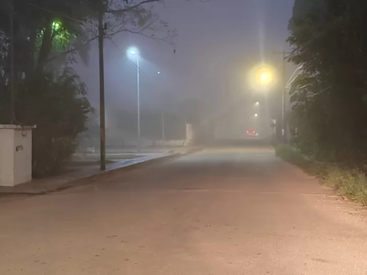 Tiempo extremoso también afecta a la flora y fauna, señala experto