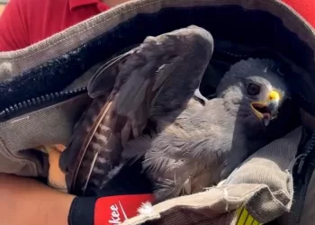 Cae águila en avenida de la Región 227 de Cancún