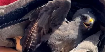 Cae águila en avenida de la Región 227 de Cancún