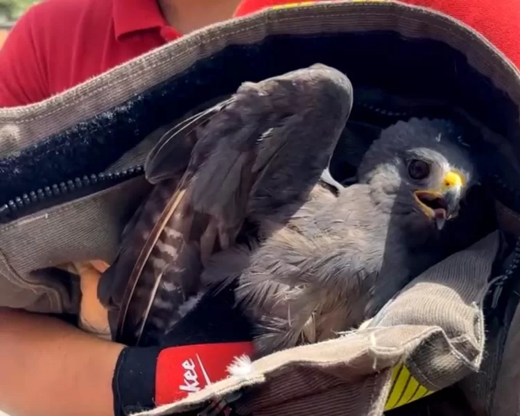 Cae águila en avenida de la Región 227 de Cancún