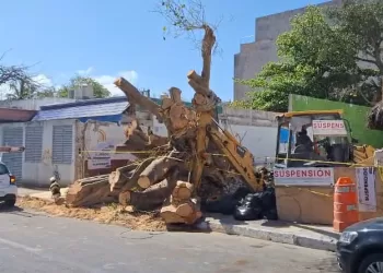 Pese a clausura, matan a gran álamo derribado en Playa del Carmen