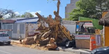 Pese a clausura, matan a gran álamo derribado en Playa del Carmen