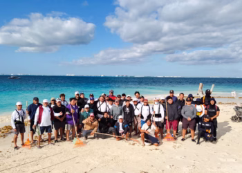 Atenea responde con inmediatez ante recale atípico de sargazo en Playa Norte