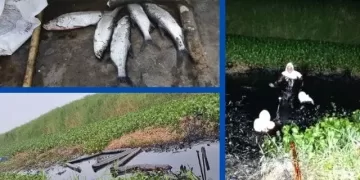 Lleva 15 días derrame de petróleo en Veracruz: manchó 4 km de río, señalan