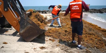 Ahí viene el sargazo: Se esperan 40 millones de toneladas en el océano Atlántico para esta temporada
