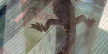 Ofrecen cocodrilo a la venta en tianguis de Cancún