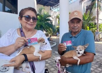 Colocan microchips en perros en el Palacio Municipal de Playa del Carmen