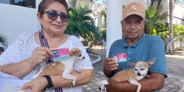 Colocan microchips en perros en el Palacio Municipal de Playa del Carmen