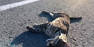 Atropellan a ocelote en carretera Playa del Carmen-El Tintal