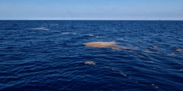 Marina suma una embarcación para recolectar sargazo en el Caribe mexicano