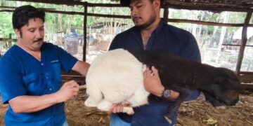Gobierno de Estefanía Mercado lleva el programa “Veterinario en tu Rancho” a comunidades rurales