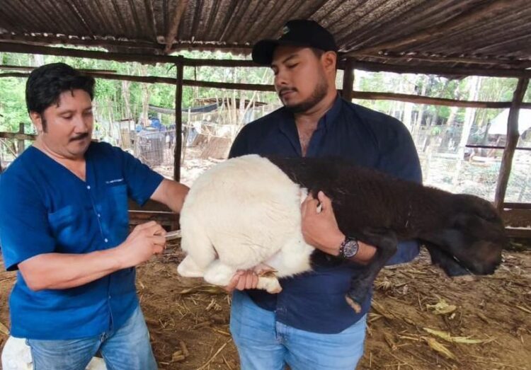Gobierno de Estefanía Mercado lleva el programa “Veterinario en tu Rancho” a comunidades rurales