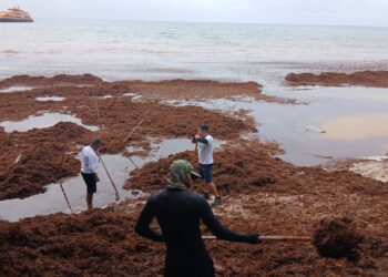 Se intensifica arribo de sargazo a Playa del Carmen