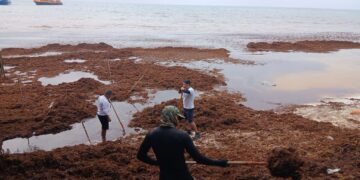Se intensifica arribo de sargazo a Playa del Carmen