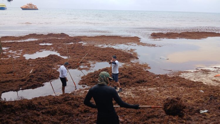 Se intensifica arribo de sargazo a Playa del Carmen