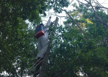 Por ola de calor atacan abejas africanizadas en Bacalar