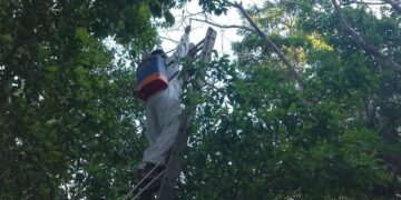 Por ola de calor atacan abejas africanizadas en Bacalar