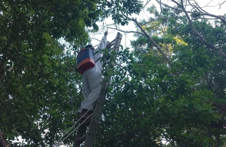 Por ola de calor atacan abejas africanizadas en Bacalar