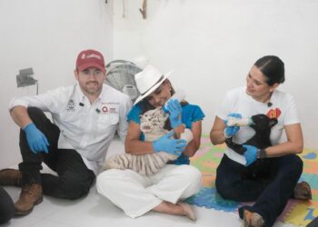 Supervisa Mara Lezama estado de seis felinos decomisados por PROFEPA y reciben atención en centro autorizado por SEMARNAT