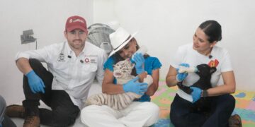 Supervisa Mara Lezama estado de seis felinos decomisados por PROFEPA y reciben atención en centro autorizado por SEMARNAT