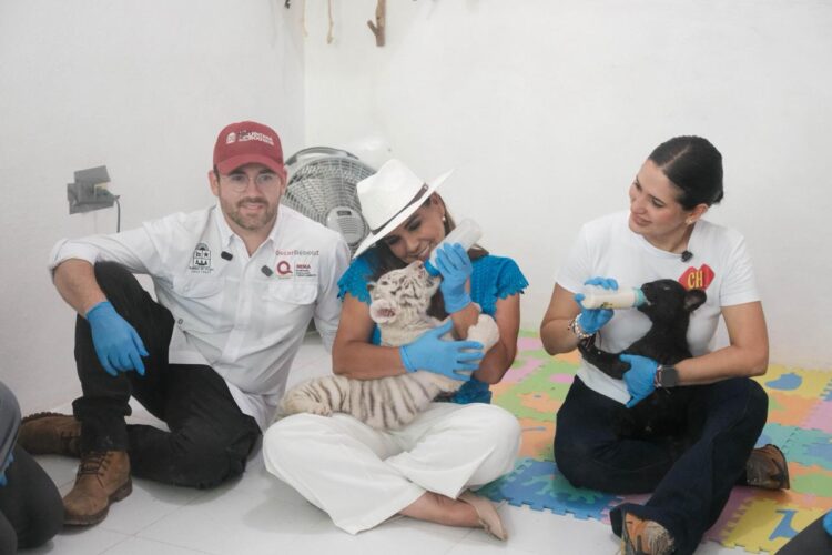 Supervisa Mara Lezama estado de seis felinos decomisados por PROFEPA y reciben atención en centro autorizado por SEMARNAT