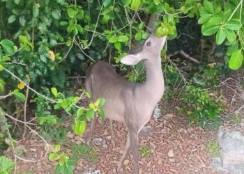 Venado, visita recurrente a hotel de Cancún