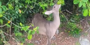 Venado, visita recurrente a hotel de Cancún