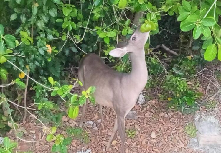 Venado, visita recurrente a hotel de Cancún