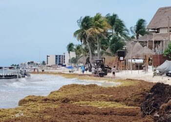 Recolectan sargazo 250 pares de manos en Playa del Carmen