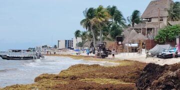 Recolectan sargazo 250 pares de manos en Playa del Carmen