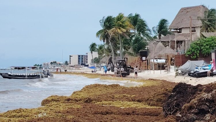 Recolectan sargazo 250 pares de manos en Playa del Carmen