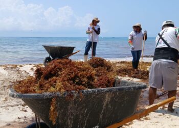 Vienen más marinos a retirar sargazo en Playa del Carmen, anuncia Estefanía Mercado