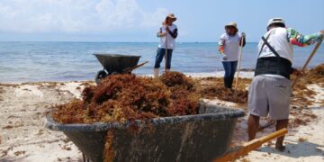 Vienen más marinos a retirar sargazo en Playa del Carmen, anuncia Estefanía Mercado
