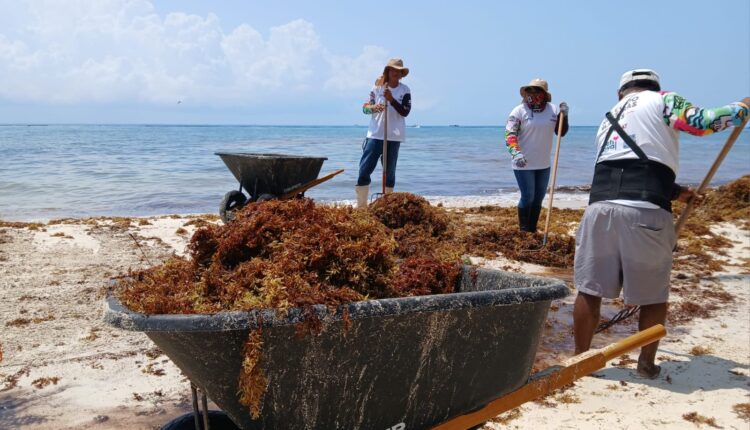 Vienen más marinos a retirar sargazo en Playa del Carmen, anuncia Estefanía Mercado
