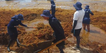 Marina recolecta más de 39 mil toneladas de sargazo en QR