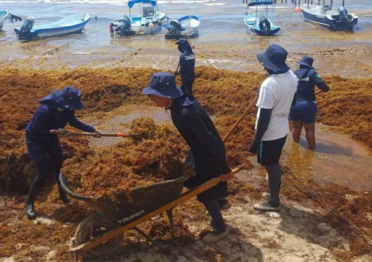 Marina recolecta más de 39 mil toneladas de sargazo en QR